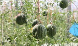 农田吃瓜写真视频,农田吃瓜写真视频中的田园诗意