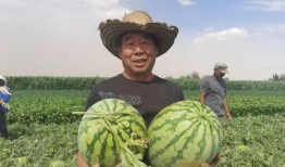 抢吃瓜的群众视频,抢吃瓜群众的热闹瞬间