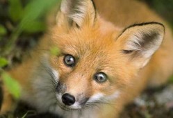 狐狸吃蜜瓜的视频大全播放,趣味视频大全播放盛宴