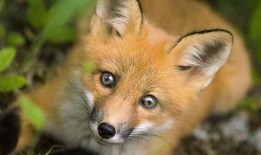 狐狸吃蜜瓜的视频大全播放,趣味视频大全播放盛宴