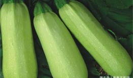 天天吃茭瓜能减肥吗视频,轻松实现减肥梦想？揭秘茭瓜减肥法
