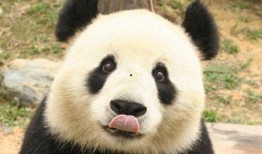 大熊猫吃拉瓜视频,揭秘拉瓜美食之旅