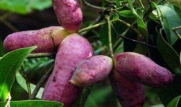 东北吃八月瓜视频大全,视频大全带你领略地方特色