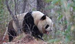 大熊猫吃拉瓜视频,揭秘拉瓜美食之旅