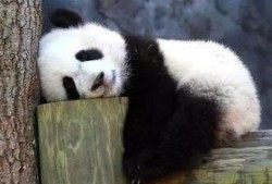 大熊猫吃拉瓜视频,揭秘拉瓜美食之旅