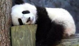 大熊猫吃拉瓜视频,揭秘拉瓜美食之旅