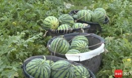 泉州华侨吃瓜事件视频,一场引发热议的网络风波