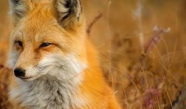 狐狸吃蜜瓜的视频大全播放,趣味视频大全播放盛宴