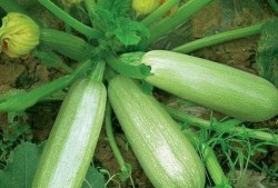 天天吃茭瓜能减肥吗视频,轻松实现减肥梦想？揭秘茭瓜减肥法