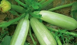 天天吃茭瓜能减肥吗视频,轻松实现减肥梦想？揭秘茭瓜减肥法