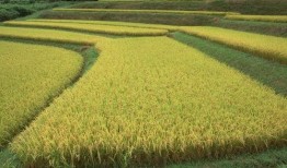 稻田吃瓜写真视频大全图片,写真视频大全中的田园风情