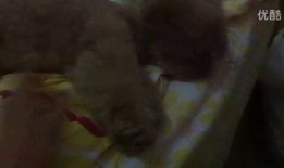 吃炸弹瓜视频,惊险刺激的美食冒险之旅