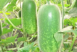 许昌吃瓜新闻视频大全,盘点那些引人关注的视频瞬间