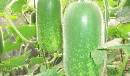 许昌吃瓜新闻视频大全,盘点那些引人关注的视频瞬间