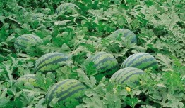 许昌吃瓜新闻视频大全,盘点那些引人关注的视频瞬间