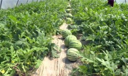 介休吃瓜最新视频,揭秘最新视频背后的热点事件