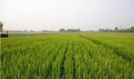 稻田吃瓜写真视频大全图片,写真视频大全中的田园风情