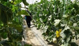 农田吃瓜写真视频,农田吃瓜写真视频中的田园诗意