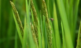 稻田吃瓜写真视频大全图片,写真视频大全中的田园风情