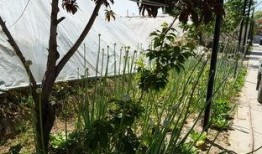 香樟操场吃瓜视频,揭秘校园生活趣味瞬间