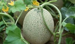 河南人吃哈密瓜视频,味蕾之旅开启！