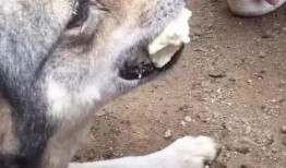 狗敢吃茄瓜吗视频播放,勇敢尝试还是望而却步？