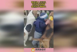 吃瓜不嫌瓜视频,趣味横生的网络现象解析