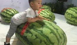 泉州华侨吃瓜事件视频,一场引发热议的网络风波