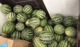 任县最新的吃瓜视频,最新吃瓜视频揭秘惊人内幕