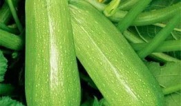 梨瓜可以当蔬菜吃吗视频,探索美味与营养的双重享受