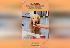 狗狗可以吃切瓜吗视频,揭秘切瓜在宠物饮食中的妙用