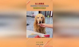 狗狗可以吃切瓜吗视频,揭秘切瓜在宠物饮食中的妙用